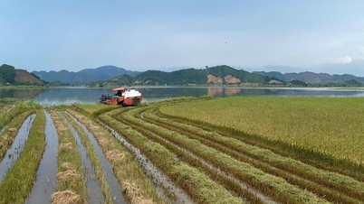Sweet and fragrant rice grains from the fields of Cat Tien