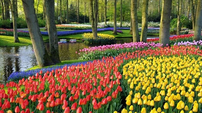 Zajímavosti o tulipánech, které jste nevěděli