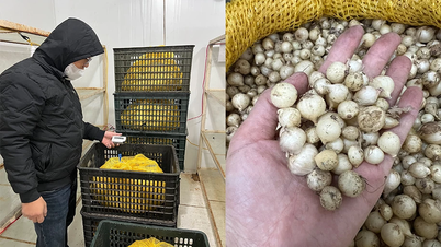 Stockage frigorifique des tubercules, développement des produits en vue de leur commercialisation.