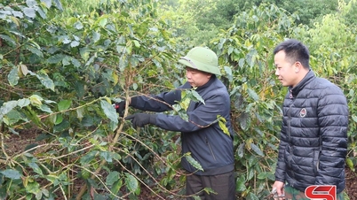 Bönder i Chieng An sköter sina kaffeplantor efter skörden.