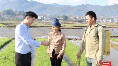 Muong Chanh planterar vårris.