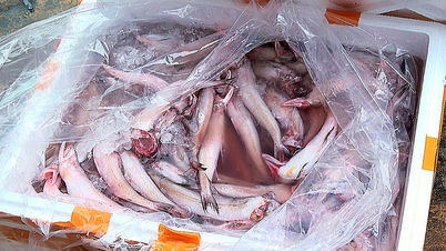 The Ministry of Agriculture and Environment responds to voters in Ho Chi Minh City regarding solutions to prevent contaminated food and the use of banned substances.