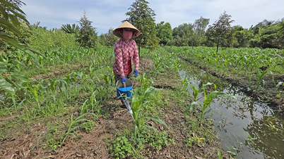 Les ressources en eau pour la production agricole dans le delta du Mékong sont plus favorables que les années précédentes.