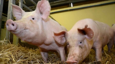 Ceny wieprzowiny 5 marca: Tendencja spadkowa trwa, ceny spadły w wielu regionach nawet do 63 000 VND/kg.