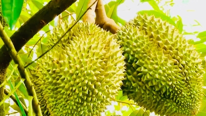 Preços dos produtos agrícolas hoje, 5 de março de 2026: os preços do café e da pimenta caem acentuadamente, os preços do durião permanecem altos e os preços do arroz estão estáveis.