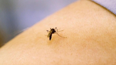 모기가 언제부터 인간의 피를 빨기 시작했을까요? DNA 분석이 놀라운 사실을 밝혀냈습니다.