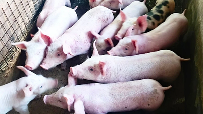 Los precios de la carne de cerdo siguen cayendo y alcanzan los 70.000 VND.