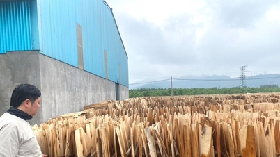 AS memperketat tarif impor kayu lapis Vietnam: Para pelaku bisnis di Nghe An khawatir akan dampak berantai yang ditimbulkannya.