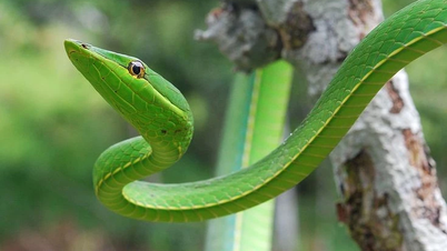 A cobra-cipó verde – uma mestra da camuflagem na floresta tropical americana.