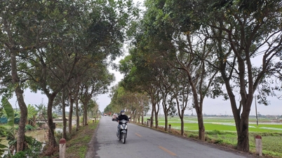 緑の木々がカムザン村の田園地帯を美しく彩っています。