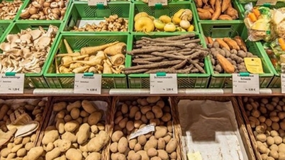 Industri kentang Uni Eropa dilanda krisis akibat kelebihan pasokan: Harga anjlok 22%, petani menghadapi risiko kebangkrutan.