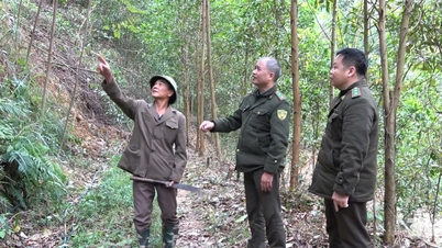 Protegiendo los bosques desde la base.