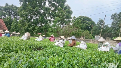 Hong Nghe aims for an advanced new rural development model.