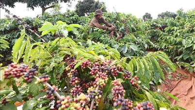 Harga produk pertanian pada tanggal 6 Maret: Harga kopi dan lada sama-sama meningkat.