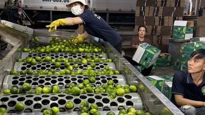 Improve agricultural product preservation technology to reduce export costs.