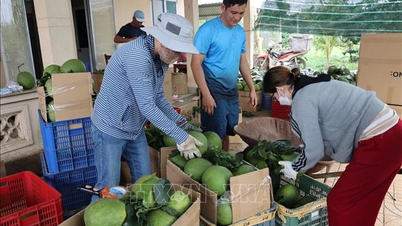 Agricultores e cooperativas retomam a produção após o Tet.