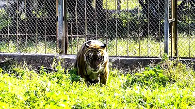 CITES recomandă ca Vietnamul să nu înființeze noi unități de creștere a tigrilor.