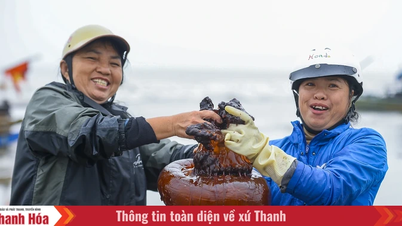 Thanh Hoa tartomány part menti területein javában tart a medúza szezon.