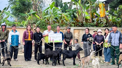 Don de chèvres reproductrices pour soutenir les moyens de subsistance des familles défavorisées des communes de Bang Lang, Yen Thanh et Tan Trinh.