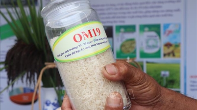 Membangun merek 'Can Tho Rice' dari varietas beras spesial baru.