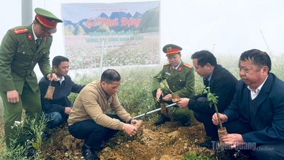 Launching a tree planting campaign targeting over 800 trees in the border commune of Lung Cu.