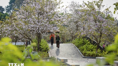 Warna-warna cerah bunga bauhinia mempercantik musim semi di Dien Bien.
