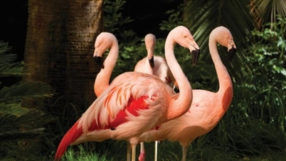 Las Vegas: Tourist arrested for stealing flamingos to take photos at Flamingo Hotel.