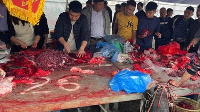 Manda dövüşü festivalinde mandaların trajik kaderi.