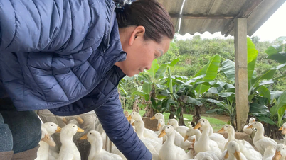 O repovoamento dos rebanhos garante a manutenção da produção.