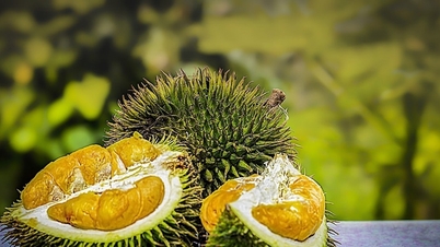 Preços do durião hoje, 7 de março: o durião Ri6 teve uma queda de 5.000 VND/kg, enquanto o durião tailandês permaneceu em 170.000 VND.