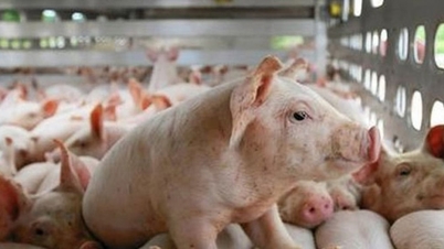 Domuz eti fiyatları bugün, 7 Mart'ta, birçok bölgede kilogram başına 62.000 VND'ye kadar düşerek düşüşünü sürdürdü.