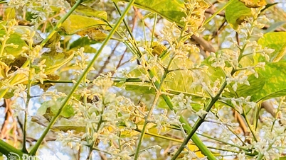 موسم إزهار أشجار المطاط
