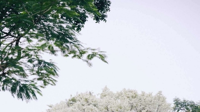 Hanoi: Rute untuk mengagumi bunga putih bersih pohon crape myrtle di bulan Maret.