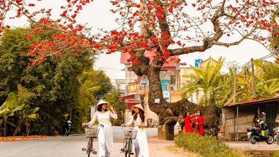 De eeuwenoude "bultrugrijstboom" - een speciale plek om in te checken tijdens de Ao Dai-week.