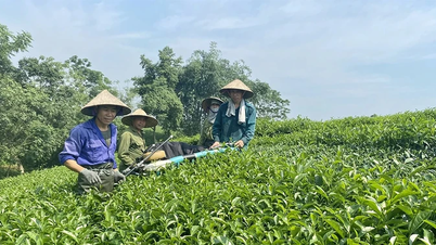 Raising incomes for ethnic minorities and people in mountainous areas.