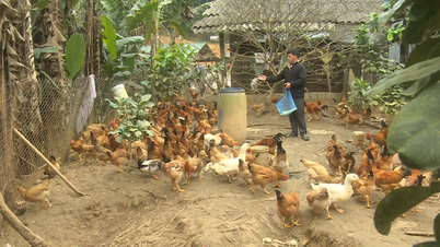 Reconstrucția efectivelor de păsări după Tet - adaptarea flexibilă a fermierilor de păsări - Ziarul online Cao Bang