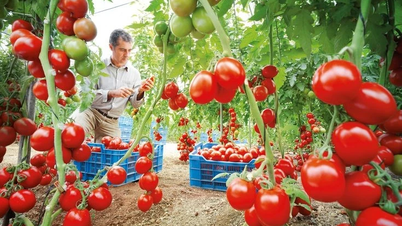 Interesting facts about the origin of the tomato plant.
