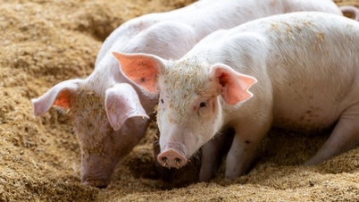 Pork prices today, March 8th: The market remains stable, with the South maintaining the highest price at 69,000 VND/kg.