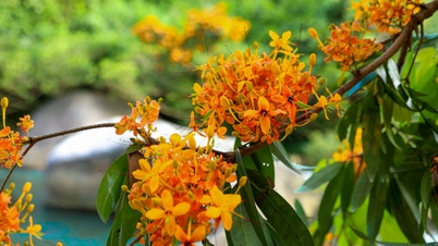 Las flores silvestres florecen profusamente, tiñendo de amarillo los arroyos y bosques de Da Nang.