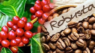 Koffieprijzen vandaag, 8 maart: gestegen met 800 VND/kg, en naderen de 97.000 VND.