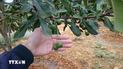 ראש הממשלה: עלינו להפוך את ההרים והיערות המלכותיים של צפון מערב וייטנאם לעושר חומרי.