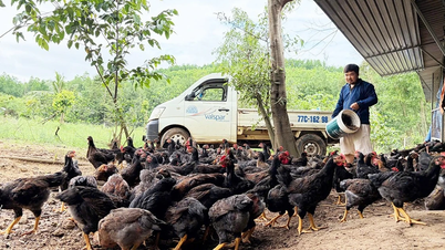 Les agriculteurs se montrent prudents quant à la reconstitution de leurs troupeaux.