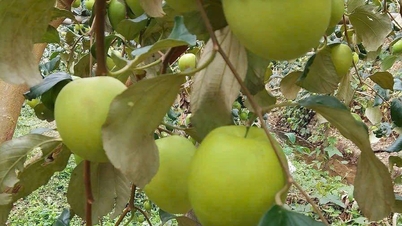 A "melhor fruta do mundo" é encontrada em Bac Ninh; ela é grande, crocante, doce e pode ser usada para fazer muitos pratos deliciosos.