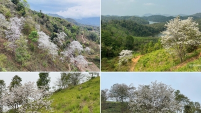 Dien Bien in maart: Bewonder de witte bloesems van de Bauhinia die de historische plekken bedekken.