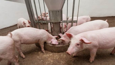 Sertéshúsárak ma, március 9-én: Országszerte meredeken zuhantak, a legalacsonyabb ár elérte a 61 000 VND/kg-ot.