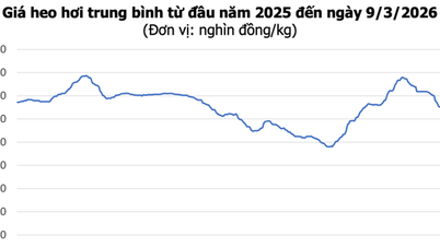 Giá heo hơi hôm nay 9/3: Giảm diện rộng 1.000 - 2.000 đồng/kg trên cả nước