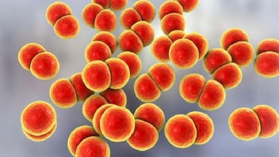 Actualización de noticias médicas del 8 de marzo: Paciente en estado crítico debido a una infección meningocócica después de mostrarse complaciente con los síntomas parecidos a los de la gripe.