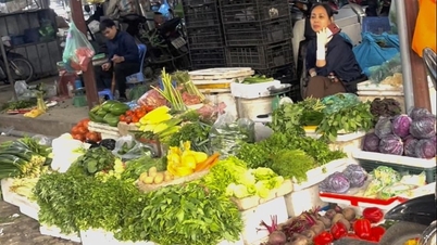 ការសាយសត្វបានលេចឡើងនៅដើមឆ្នាំបន្ទាប់ពីបុណ្យតេត ដែលបណ្តាលឱ្យដំណាំខូចខាតយ៉ាងទូលំទូលាយ ហើយកសិករនៅភាគខាងជើងប្រទេសវៀតណាមកំពុងជួបការលំបាកដោយសារតែភ្លៀងសើមយូរ។