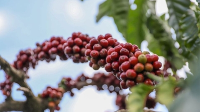 Priser på landbruksprodukter 9. mars: Kaffeprisene forblir uendret, pepperprisene øker noe.