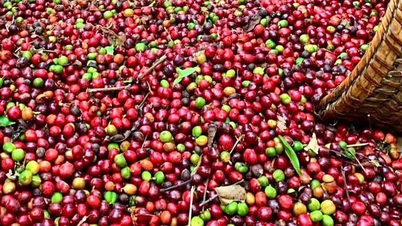 قیمت جهانی قهوه در بورس به شدت افزایش یافته است.